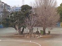 みんなの熱い思いを受け止めた校庭の2代目とちの木(中央)。